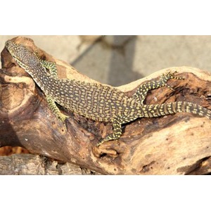 Lizard with gray and yellow speckled scales lies along a brown log.