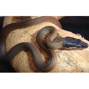 Coiled snake resting on a light rock; gray body with a blue-tinted head.