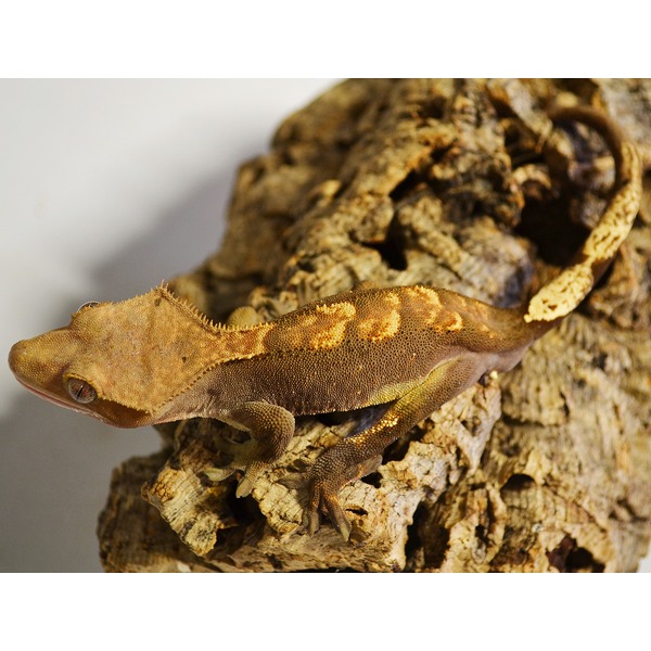 Brown gecko with yellow markings resting on rough tree bark.
