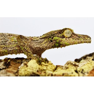 Moss-covered crocodile-like lizard perched along a textured, barky branch.