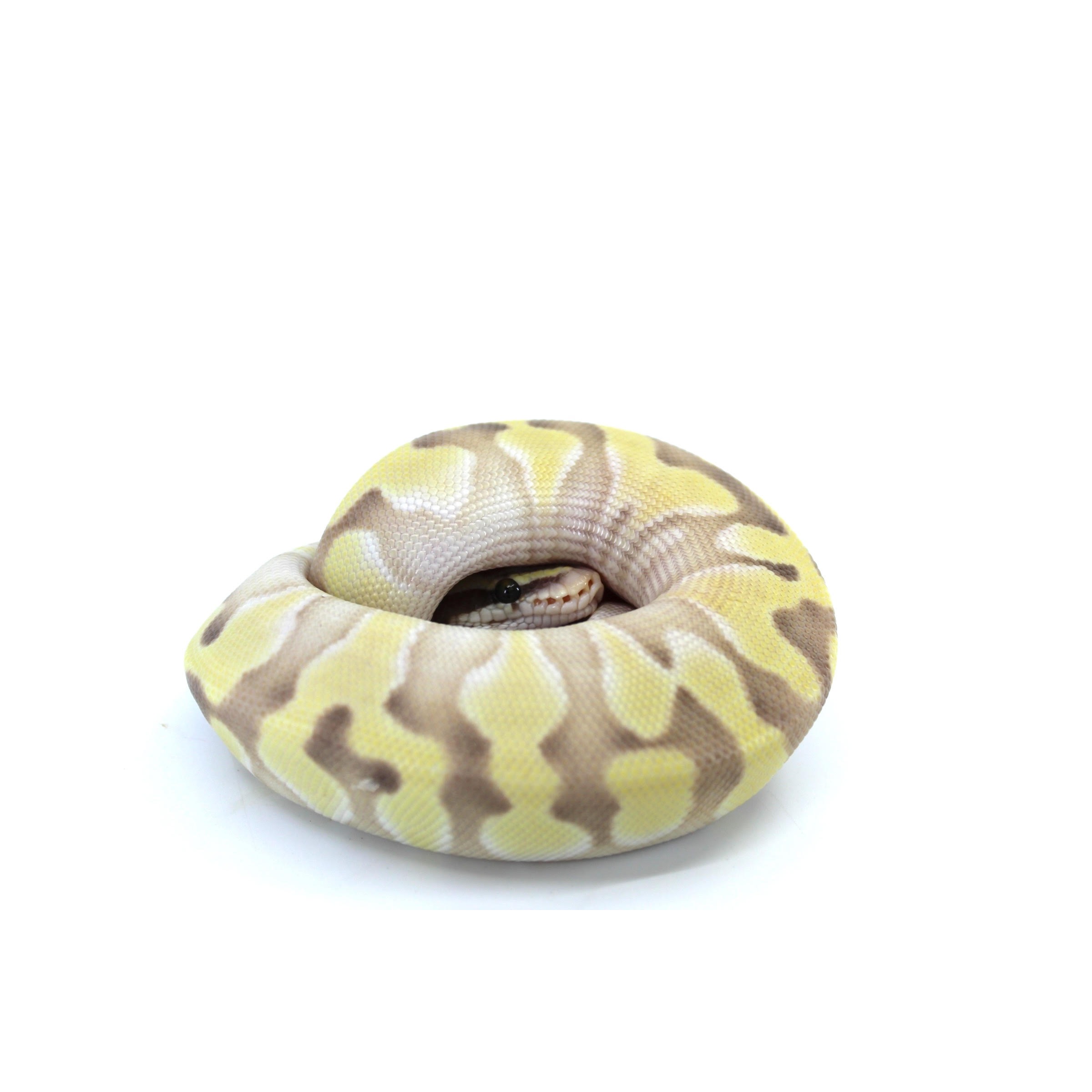 Coiled yellow and brown patterned ball python with its head tucked inside the loop.