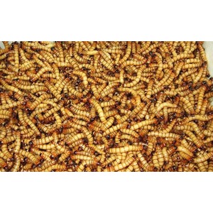 Dense pile of yellow-brown mealworms wriggling over one another.