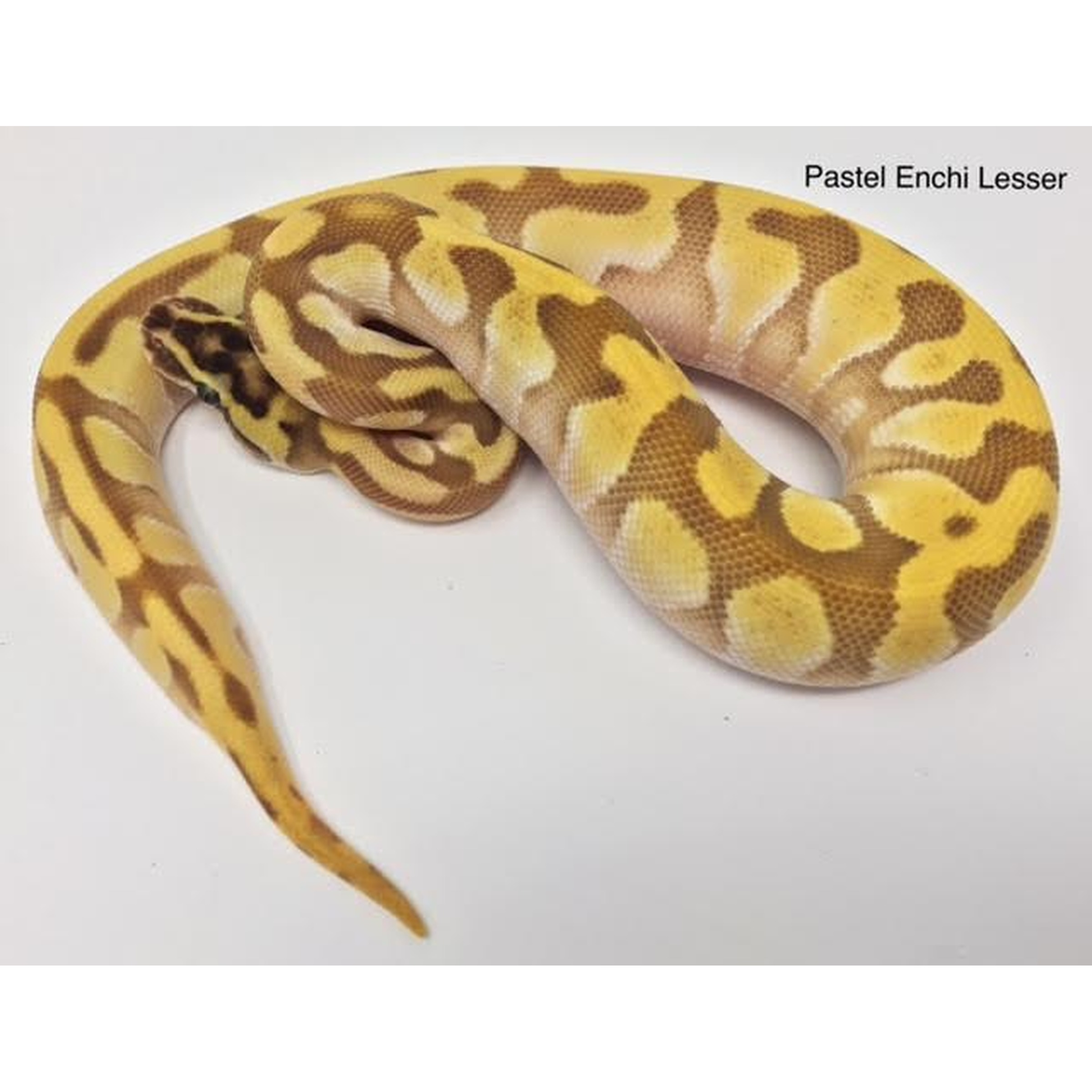 Pastel Enchi Lesser ball python coiled on white background with yellow and brown blotches.