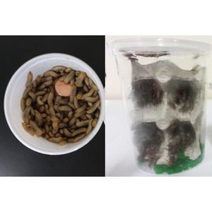 Two-panel image: left a white cup full of mealworms with a penny among them; right a clear cup containing several live mealworms in murky water.