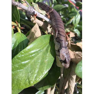 Brown patterned snake coiled around a branch among green and drying leaves.