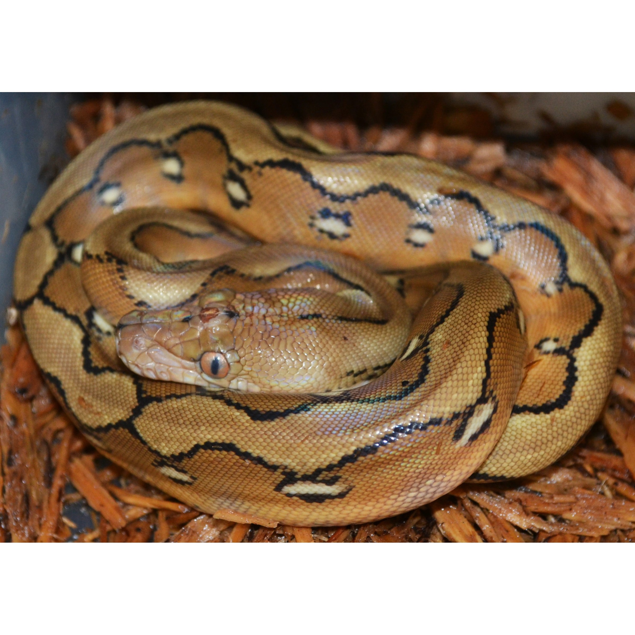 Coiled ball python with tan-brown scales and dark saddle markings; head rests near the body.