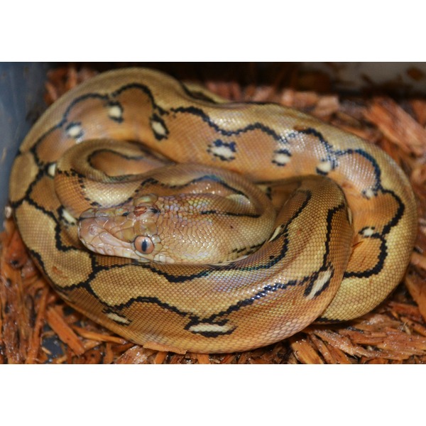 Coiled ball python with tan-brown scales and dark saddle markings; head rests near the body.