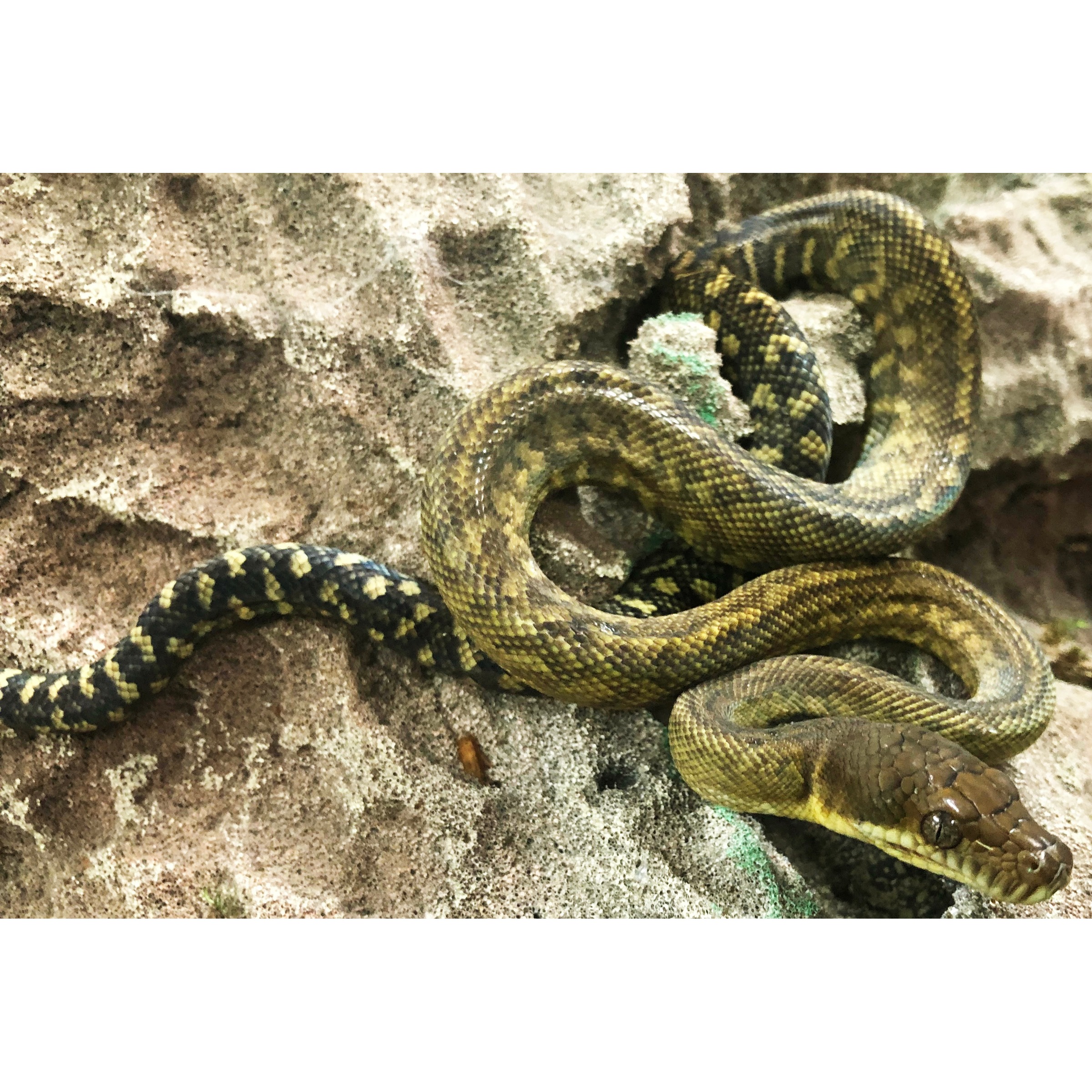 Small Moluccan Pythons | LLLReptile