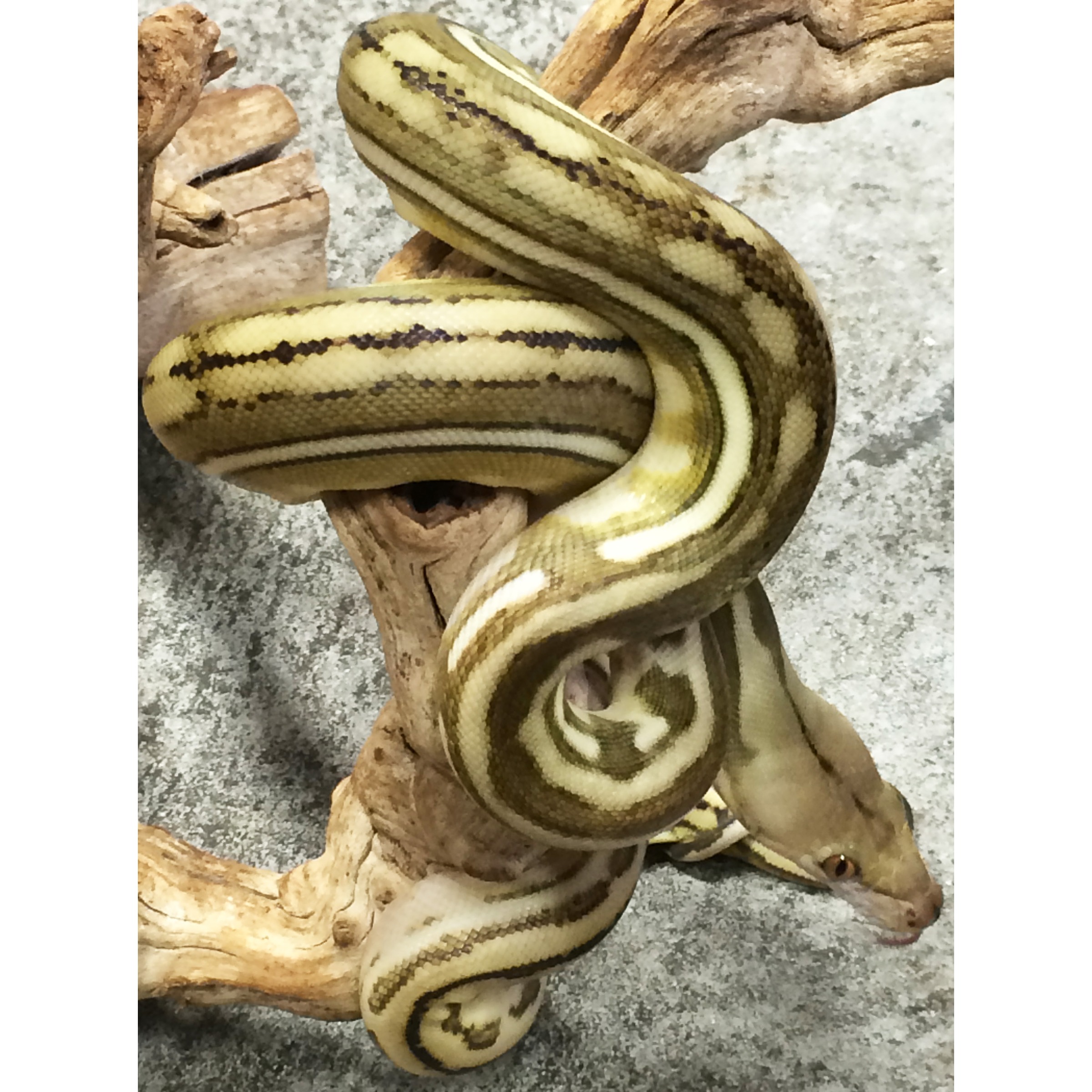 Greenish-yellow snake with dark brown stripes coiled around twisted driftwood on a gray surface.