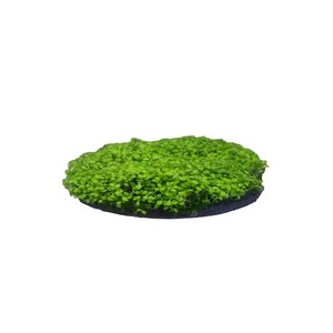 Dense bright green aquatic plant carpet on a round black base.