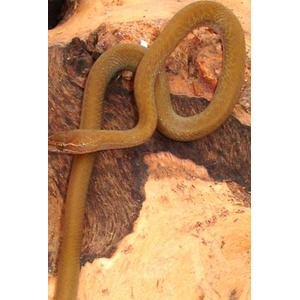 Olive-brown snake coiled on a textured rocky surface.