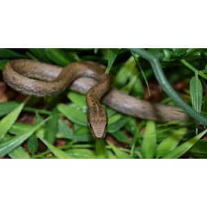 Brown snake coiled among green grass, head facing the viewer.