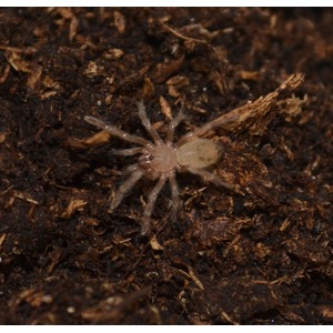 small pale spider with long legs on dark soil substrate.