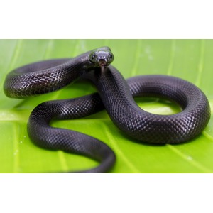 Coiled black snake on a lime-green leaf, head raised toward viewer and tongue flicking.