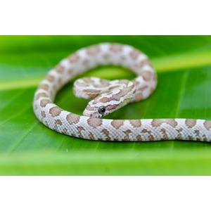 Small brown-and-white patterned snake coiled on a green leaf, head raised and eye visible.
