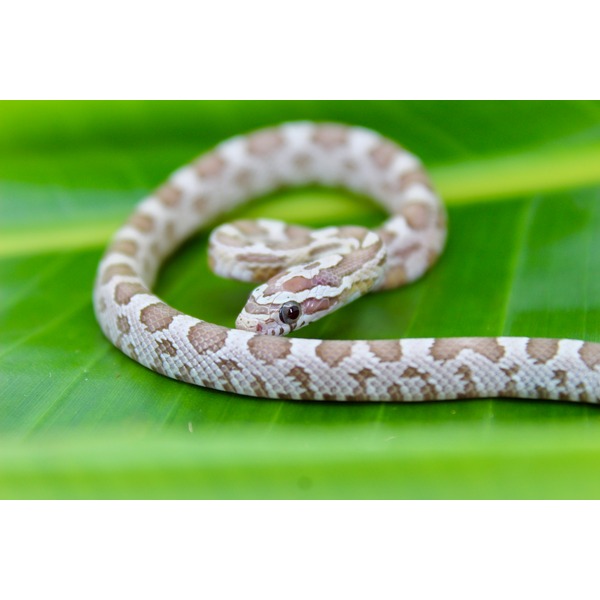 Small brown-and-white patterned snake coiled on a green leaf, head raised and eye visible.