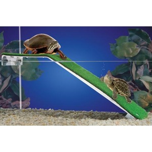 Two turtles on a green angled ramp in a blue aquarium, with one at the top and a smaller one sliding down over gravel.