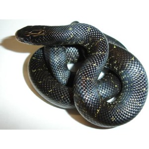 Coiled black snake with yellow speckles on a white surface.
