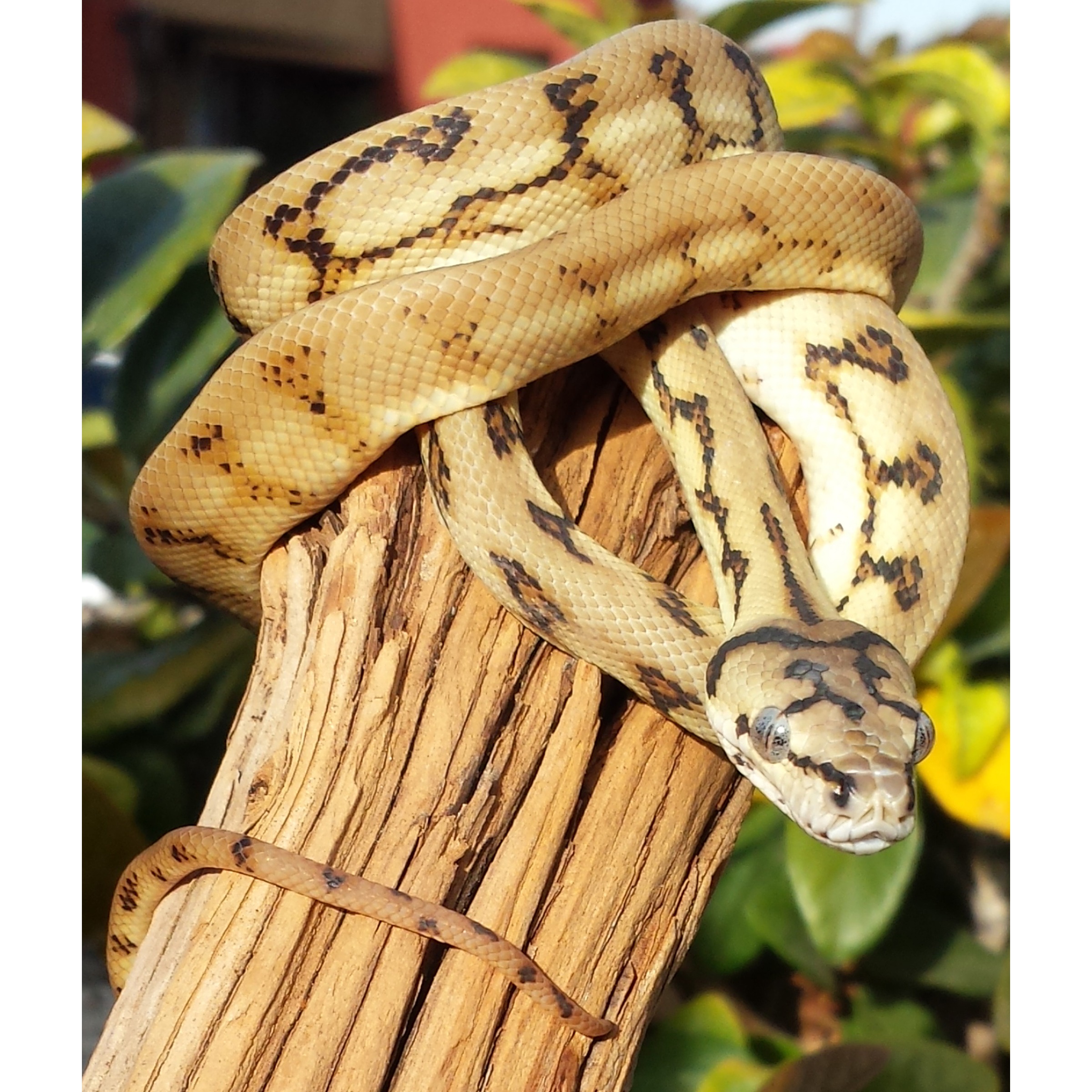 Beige snake with dark brown markings coiled around a weathered wooden post, head visible.