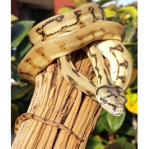 Beige snake with dark brown markings coiled around a weathered wooden post, head visible.