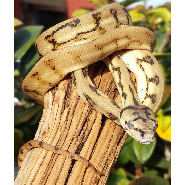 Beige snake with dark brown markings coiled around a weathered wooden post, head visible.