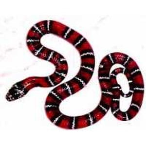 red and black striped snake coiled on a white background