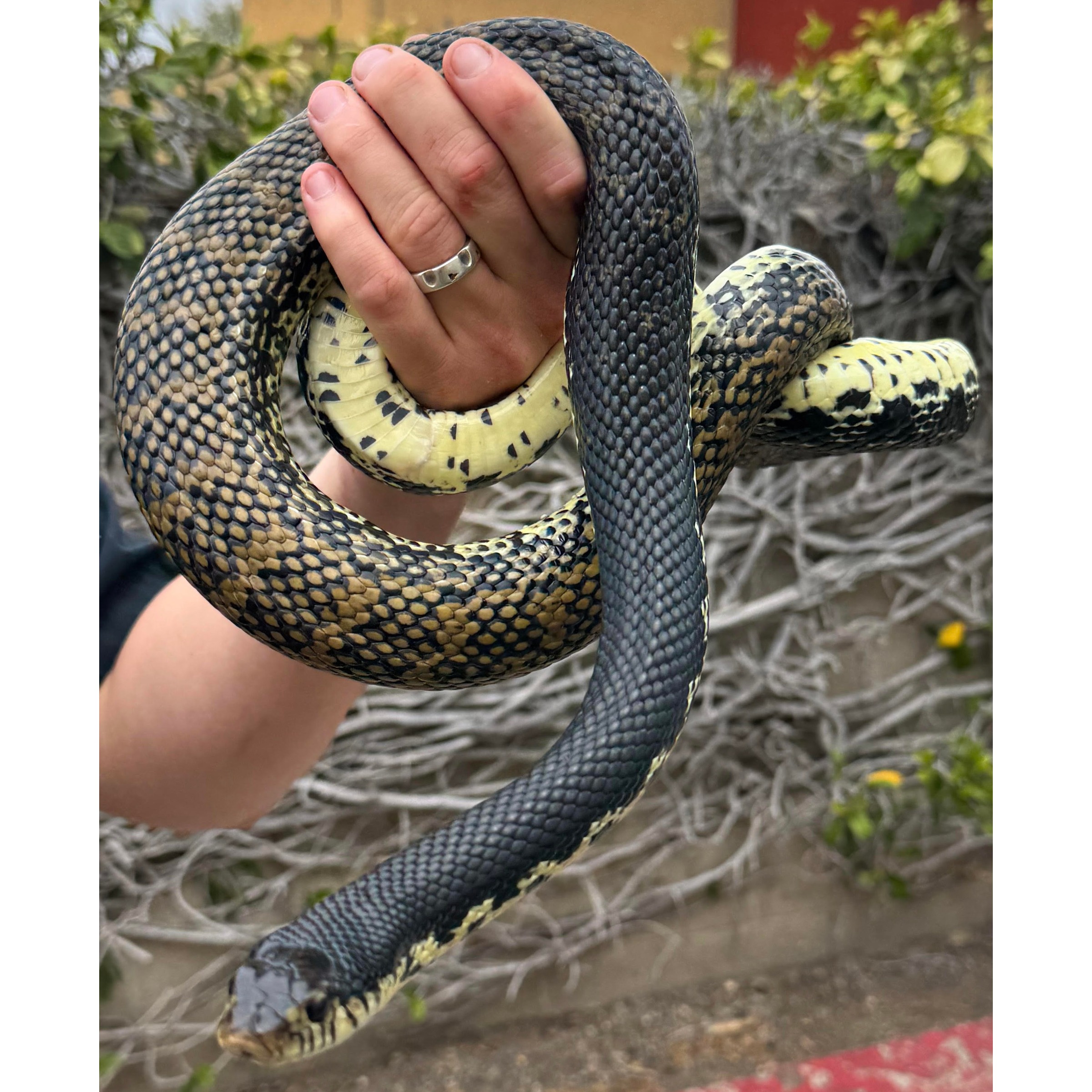 Hand grips snake with dark top and spotted yellow belly
