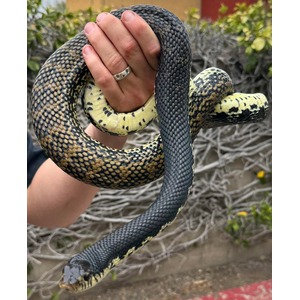 Hand grips snake with dark top and spotted yellow belly
