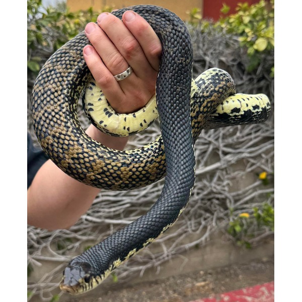 Hand grips snake with dark top and spotted yellow belly