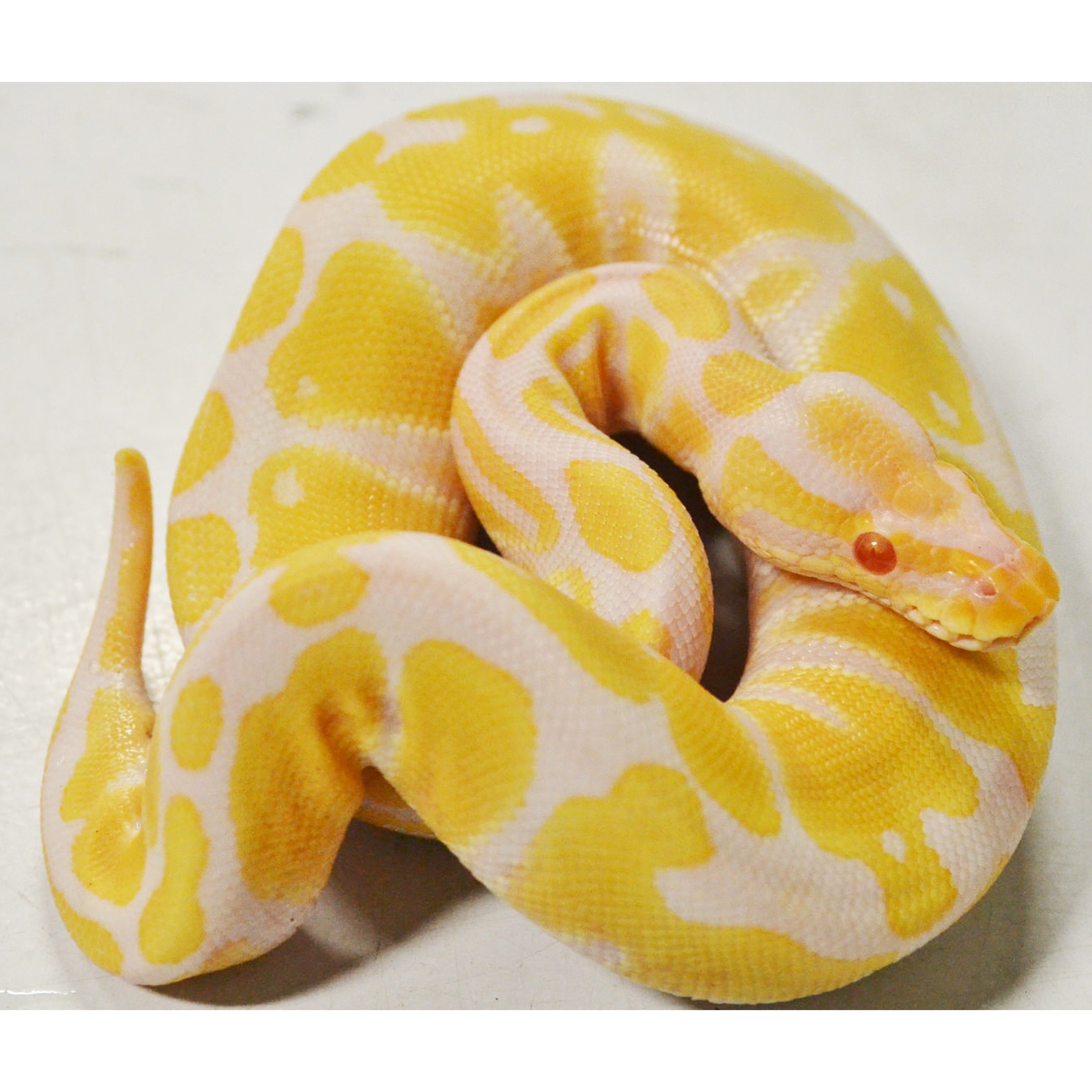 Albino ball python coiled on a light surface, yellow and pink patterned scales with a red-eye.