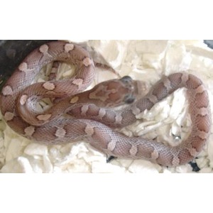 Coiled brown and beige patterned snake resting on white shredded bedding.