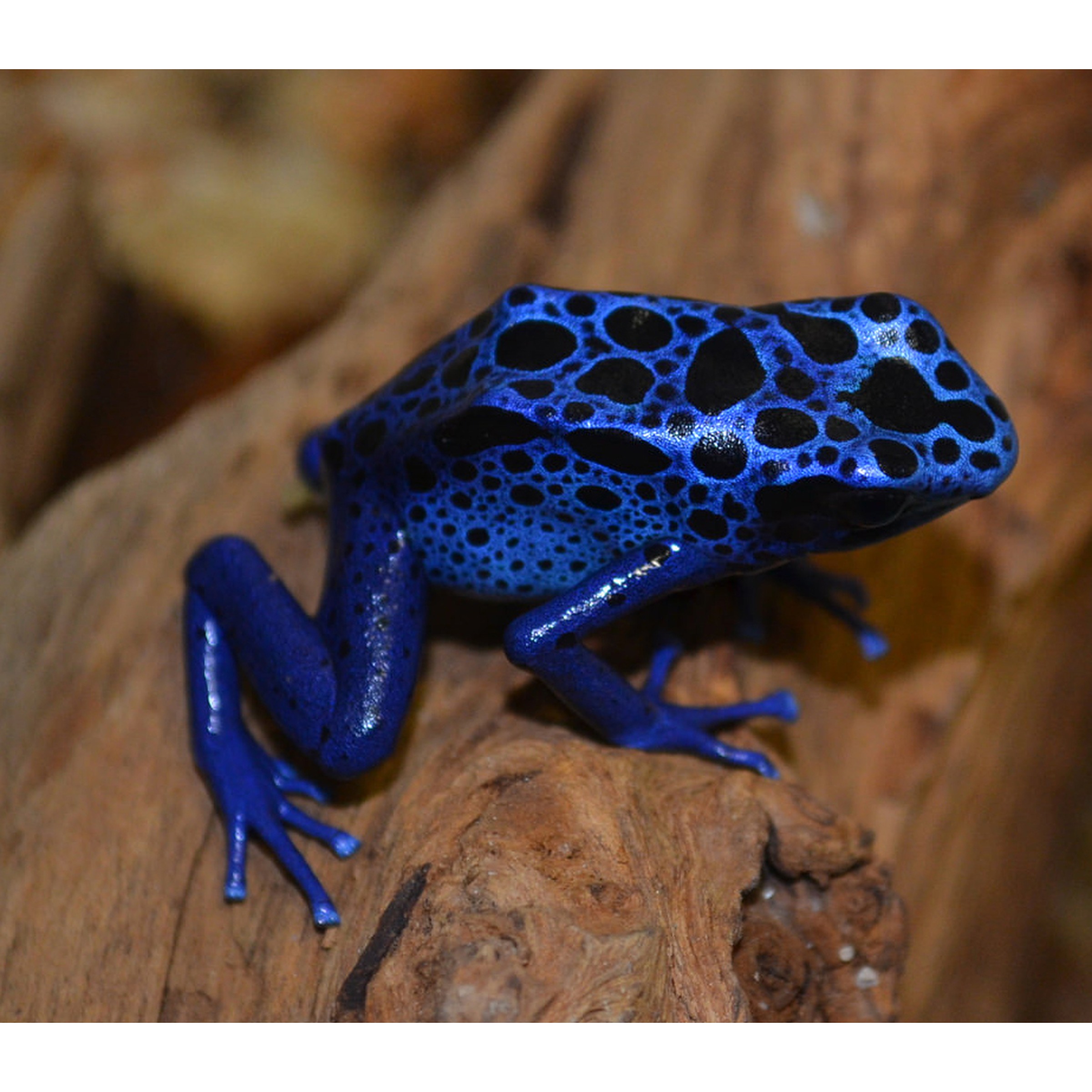 Adult Blue Azureus Arrow Frogs | LLLReptile