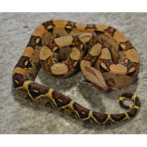 Coiled snake with yellow-brown and black pattern on gray concrete