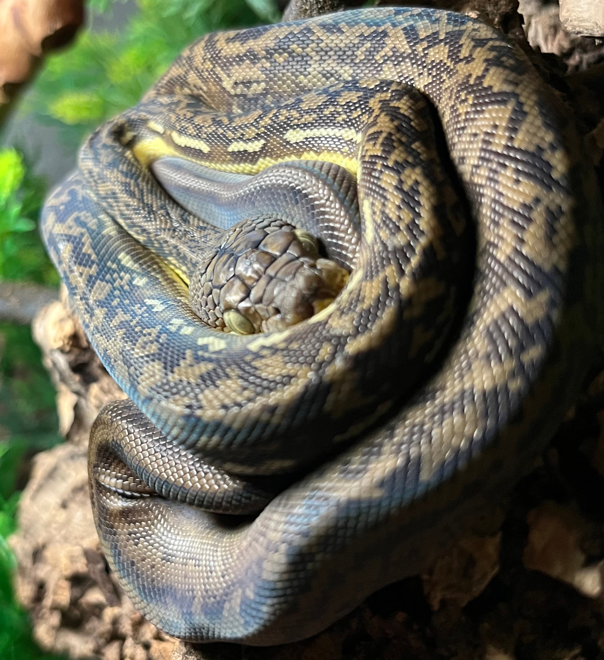 Timor Pythons | LLLReptile