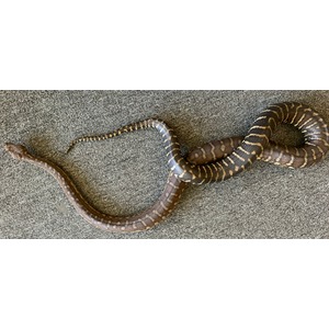 Brown patterned snake coiled on a gray carpet.