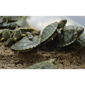 Group of small green turtles with yellow markings on textured shells, stacked on rocky soil.