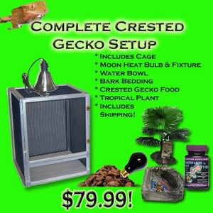 Bright green ad for a crested gecko setup with cage, heat bulb, water bowl, bark bedding, plant, food; gecko and price $79.99.