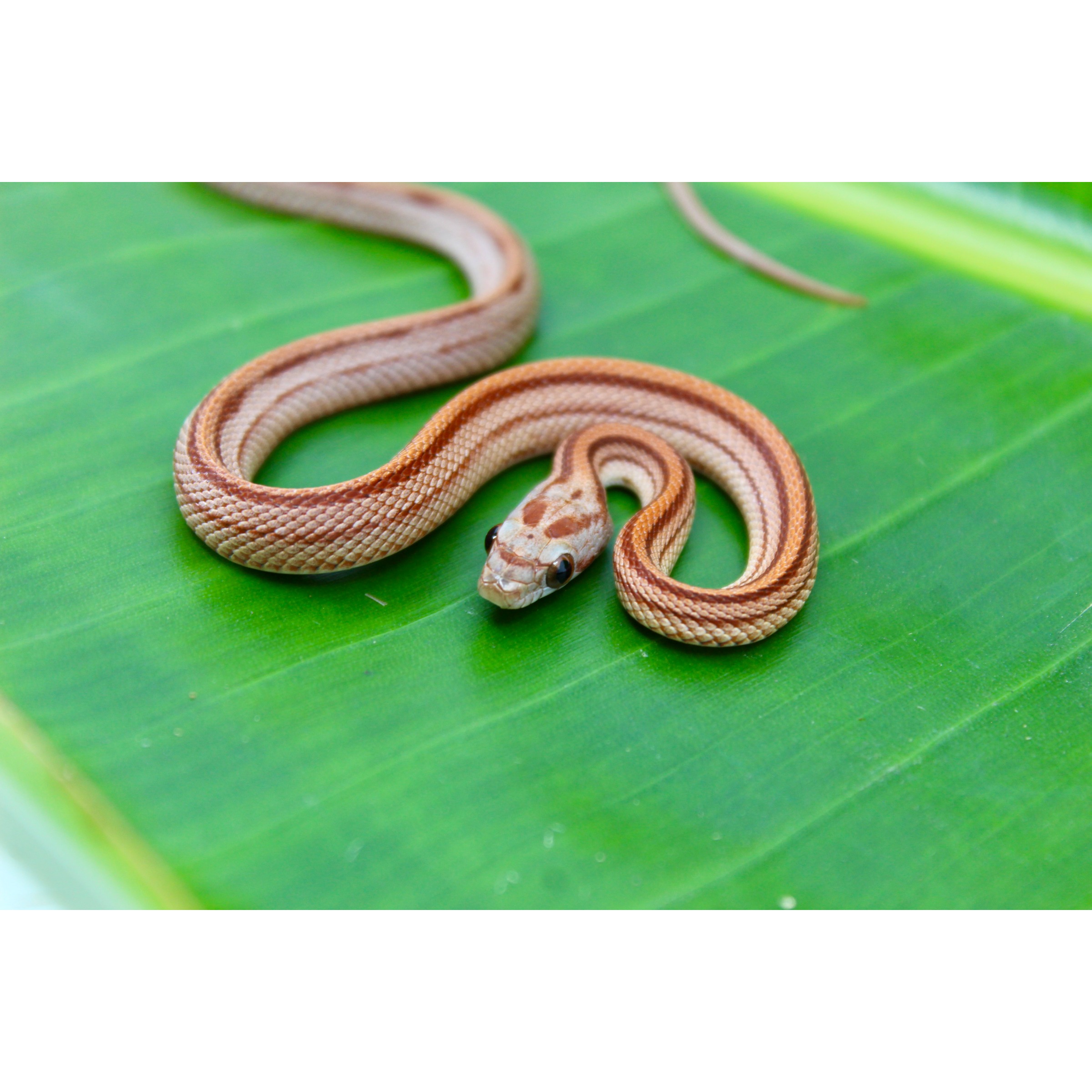 Small brown striped snake coiled on a bright green leaf, head near the center.