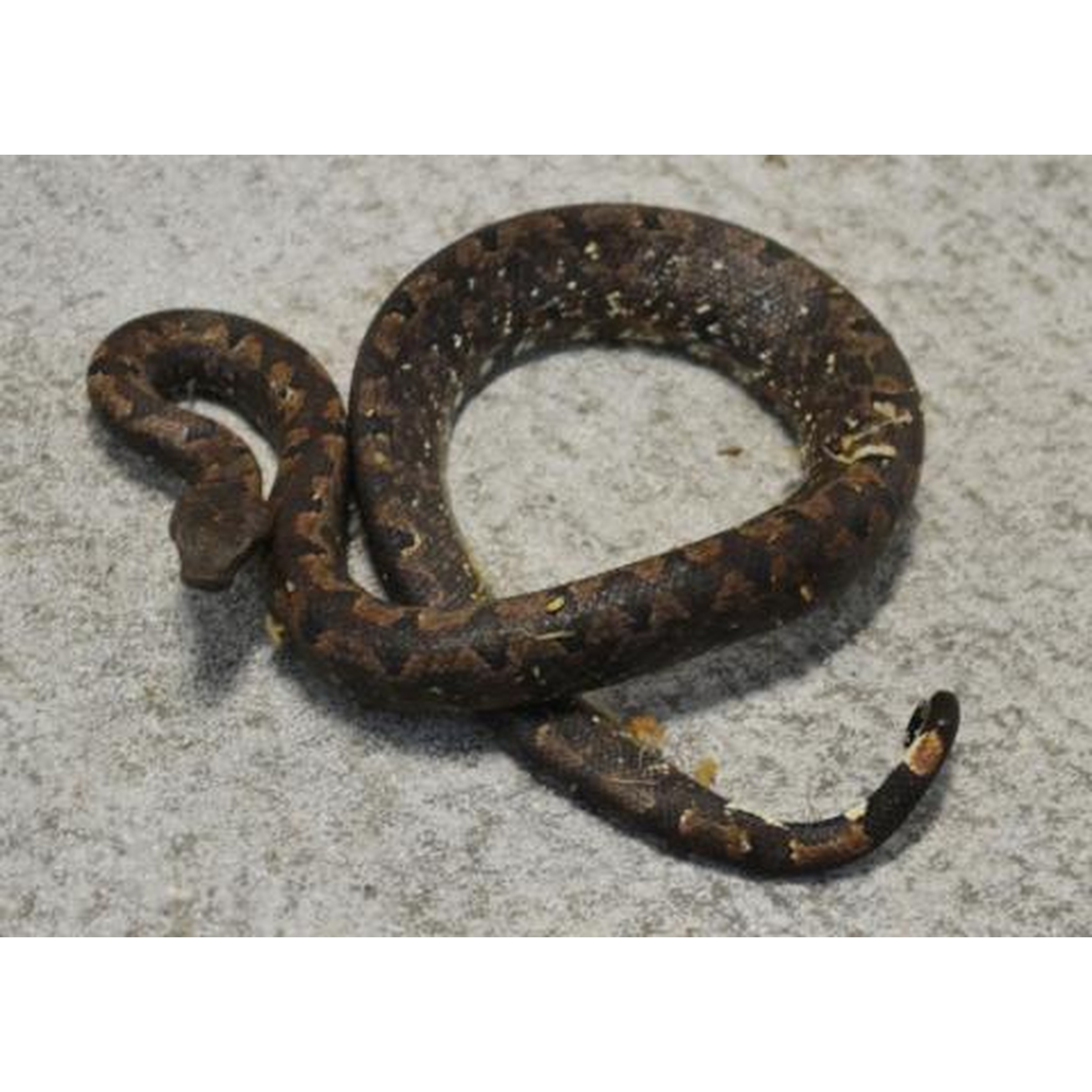 Coiled brown snake with yellow speckles rests on a gray concrete surface.