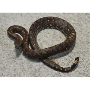 Coiled brown snake with yellow speckles rests on a gray concrete surface.
