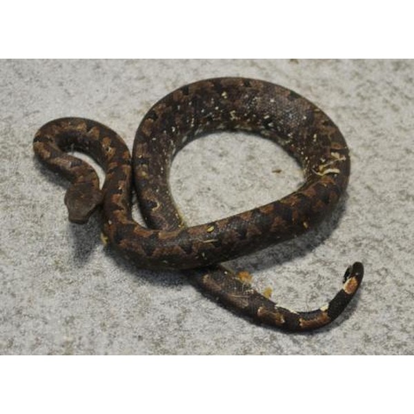Coiled brown snake with yellow speckles rests on a gray concrete surface.