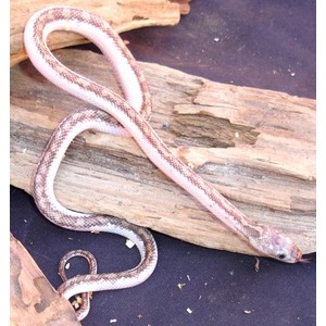 Pinkish patterned snake coils on a weathered log against a dark background.
