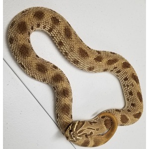 Brown patterned snake coiled on a white surface, head near the bottom left.