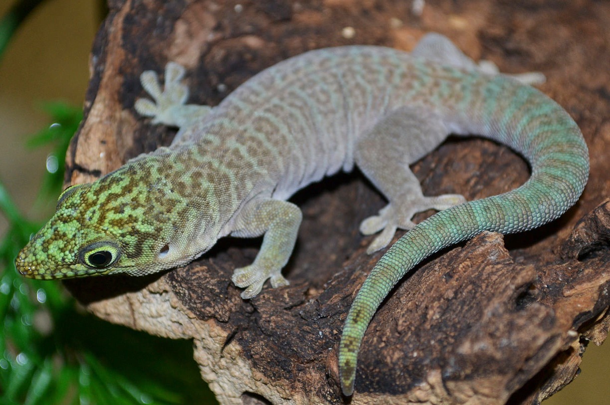 Baby Standings Day Geckos | LLLReptile