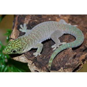 Green-patterned gecko resting on a brown log, facing left.