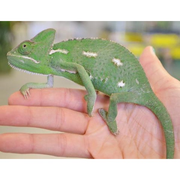 Green chameleon perched on a person's open palm, showing textured skin and white markings.