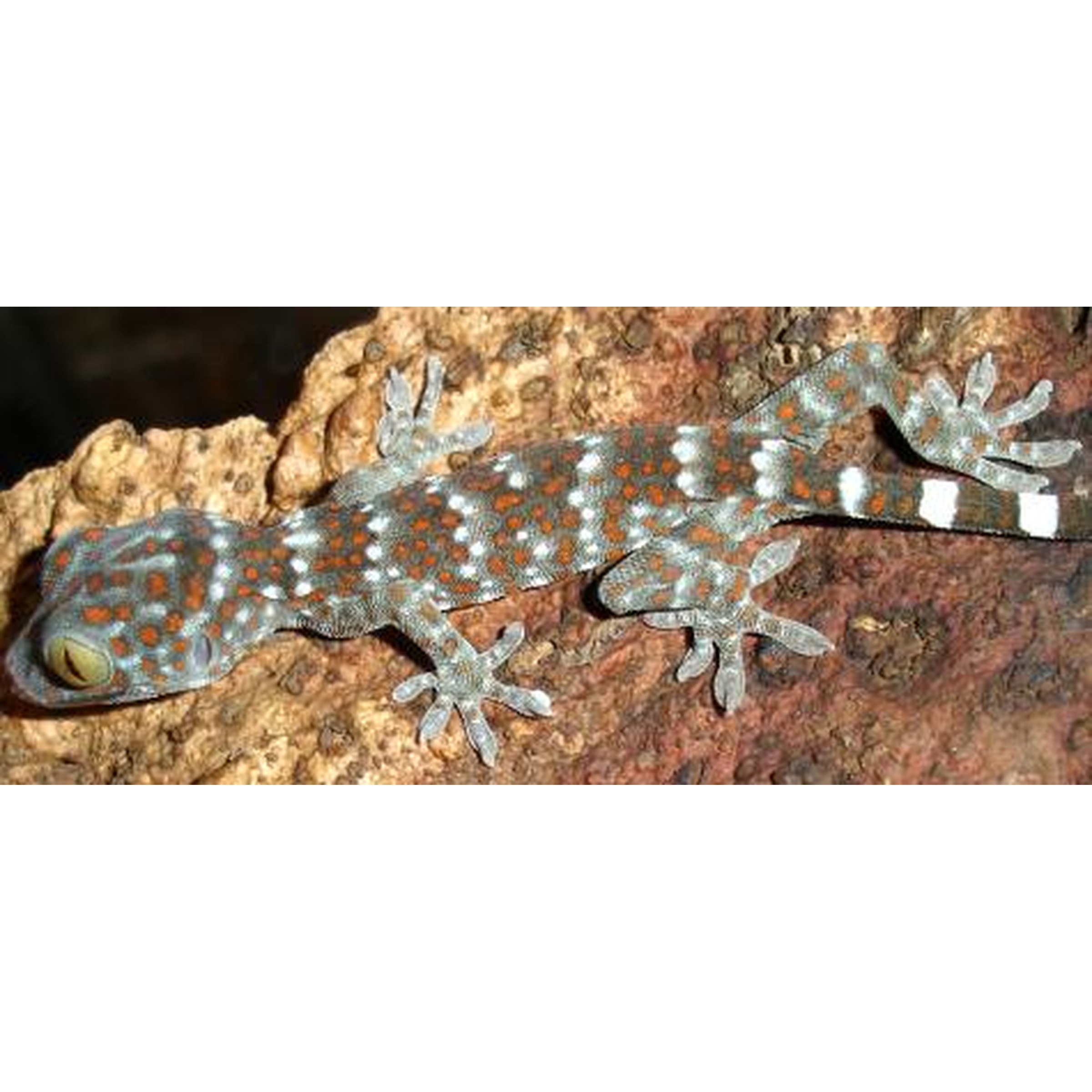 Blue-spotted gecko with orange markings clinging to a rocky surface