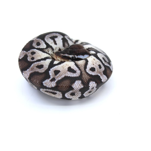 Coiled ball python with brown black and white pattern scales, head tucked in.