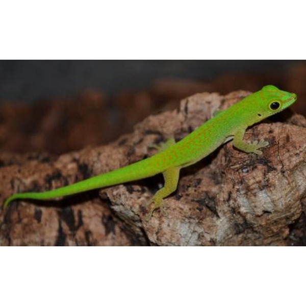 LLLReptile