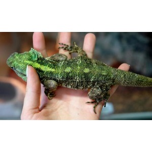 Bright green lizard with textured scales perched on a person's open hand.